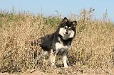 CHIEN FINNOIS DE LAPONIE 285